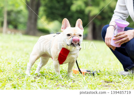 一隻法國鬥牛犬正在散步並補充水分。 139485719