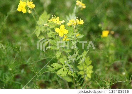 Yellow flower of Xasanow Yellow flower of Xasanow 139485916