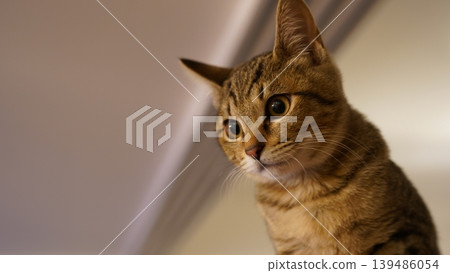 A tabby kitten staring A tabby kitten staring 139486054