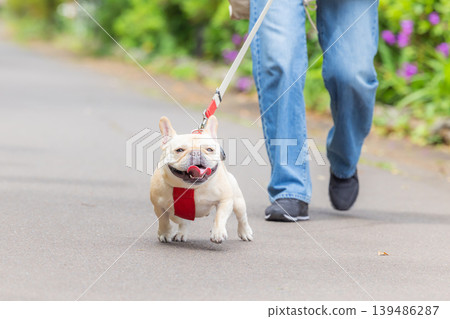 A French Bulldog on a walk with its owner. 139486287