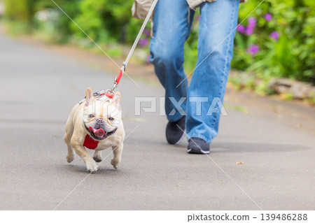 一隻法國鬥牛犬和它的主人一起散步。 139486288