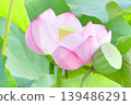 Lotus flower  139486291