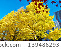 Gingko and autumn leaves 139486293