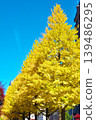 Ginkgo 139486295