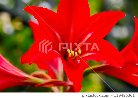 beautiful flowers in the garden beautiful flowers in the garden 139486361
