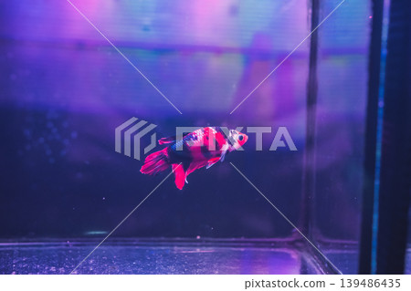animal and pet concept with Siamese fighting fish in fish tank at pet shop animal and pet concept with Siamese fighting fish in fish tank at pet shop 139486435
