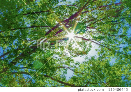 這是我抬頭仰望時拍攝的一棵樹和天空的照片。 這是我抬頭仰望時拍攝的一棵樹和天空的照片。 139486443