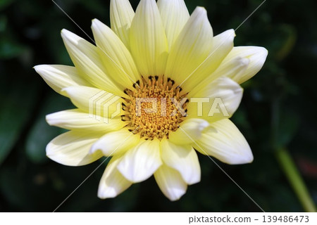 close up of yellow gerbera flower close up of yellow gerbera flower 139486473