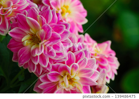 beautiful dahlia in garden beautiful dahlia in garden 139486475