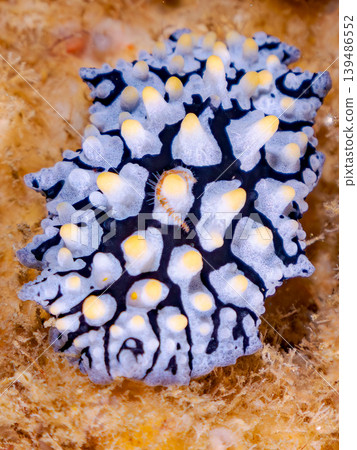 A beautiful *Hypselodoris furieri* sea slug. Hirizo Beach, Nakagi, Minamiizu Town, Shizuoka Prefecture, Izu Peninsula - 2025 139486552