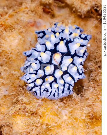 A beautiful *Hypselodoris furieri* sea slug. Hirizo Beach, Nakagi, Minamiizu Town, Shizuoka Prefecture, Izu Peninsula - 2025 A beautiful *Hypselodoris furieri* sea slug. Hirizo Beach, Nakagi, Minamiizu Town, Shizuoka Prefecture, Izu Peninsula - 2025 139486553