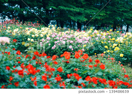 Rose Garden of Yono Park Rose Garden of Yono Park 139486639