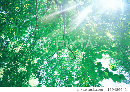 Fresh green and sun Fresh green and sun 139486641