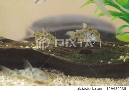 Corydoras in an aquarium (Corydoras paleatus) 139486686