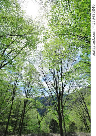 Fresh green Fresh green 139486840