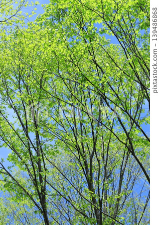 Fresh green Fresh green 139486868