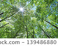 Fresh green 139486880