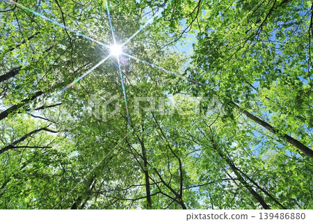 Fresh green Fresh green 139486880