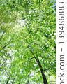 Fresh green 139486883