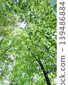 Fresh green 139486884