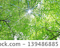 Fresh green 139486885