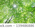 Fresh green 139486886