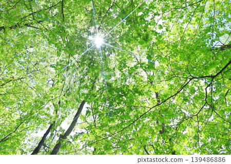 Fresh green Fresh green 139486886