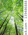 Fresh green 139486888