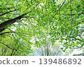 Fresh green 139486892