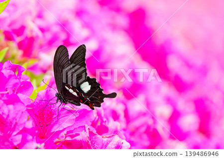 A swallowtail butterfly perched on an azalea flower. A swallowtail butterfly perched on an azalea flower. 139486946