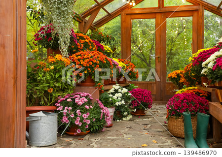 Many potted chrysanthemums flowers fill a greenhouse. Many potted chrysanthemums flowers fill a greenhouse. 139486970