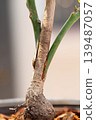 Dual Variety Mango Grafting with Strong Tissue Union 139487057
