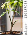 Triple Variety Mango Grafting with Strong Tissue Union 139487058