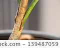 Dual Variety Mango Grafting with Strong Tissue Union 139487059
