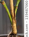 Dual Variety Mango Grafting with Strong Tissue Union 139487060