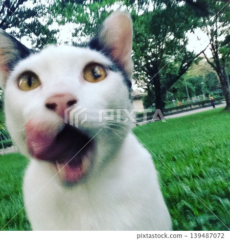 Kokeshi cat with its tongue sticking out Kokeshi cat with its tongue sticking out 139487072