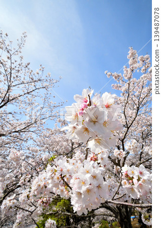 Sakura, Sakura, Sakura Sakura, Sakura, Sakura 139487078