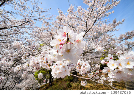 櫻花,櫻花,櫻花 櫻花,櫻花,櫻花 139487086