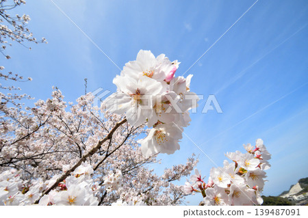 Sakura, Sakura, Sakura Sakura, Sakura, Sakura 139487091