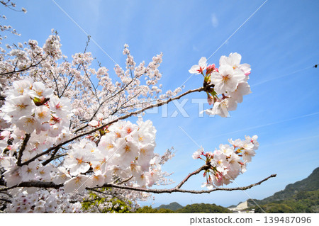 Sakura, Sakura, Sakura 139487096