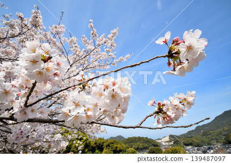 Sakura, Sakura, Sakura Sakura, Sakura, Sakura 139487097