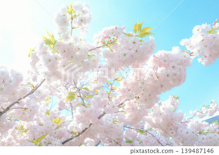 Double cherry blossoms are in full bloom Double cherry blossoms are in full bloom 139487146