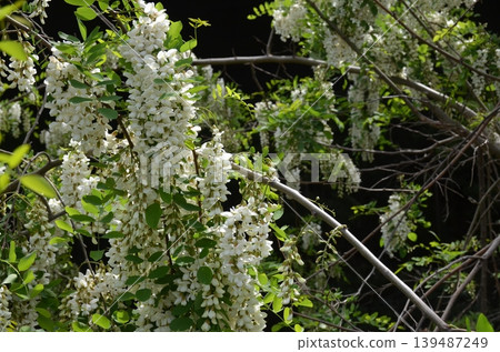 Wisteria 139487249