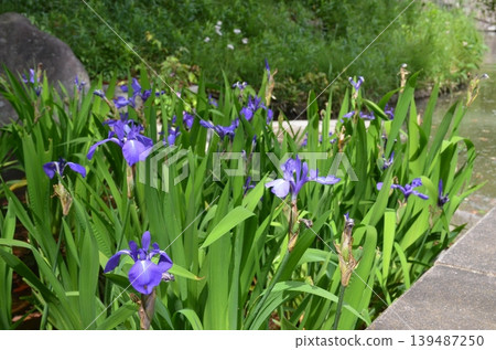 Iris Iris 139487250