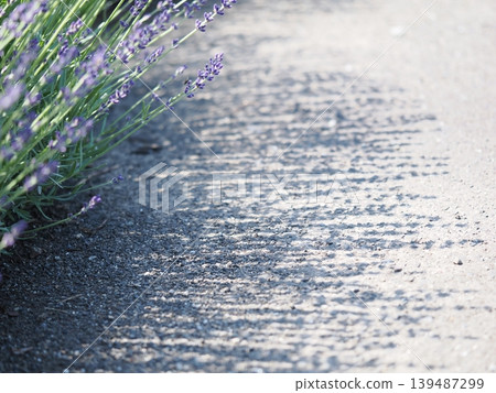 Lavender flowers and shadows 139487299