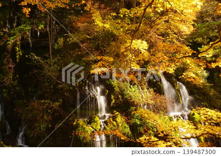 Autumn scenery woven from golden maple leaves and the Toryu Waterfall flowing like silk threads from between the rocks. Ver1 139487300