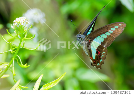 A blue swallowtail butterfly is attracted to a white flower. A blue swallowtail butterfly is attracted to a white flower. 139487361