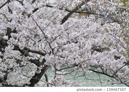 櫻花 櫻花 139487387