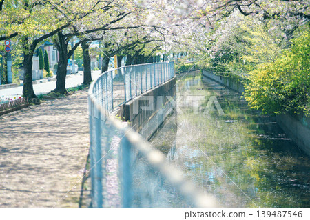 Sidewalk with cherry blossoms Sidewalk with cherry blossoms 139487546