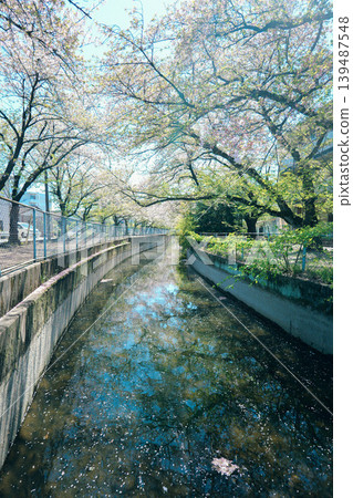 Scenery with cherry blossoms Scenery with cherry blossoms 139487548